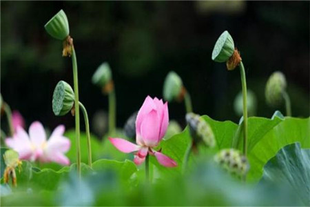 顺利通过贵州自考需要具备哪些因素？