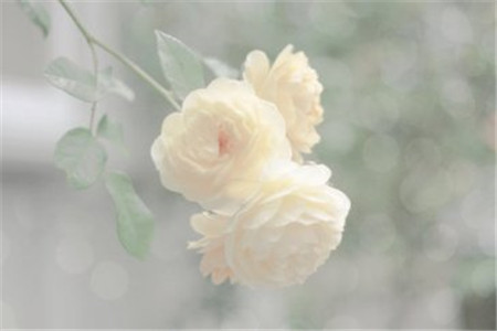 贵州自考中应用型自考与社会型自考的区别